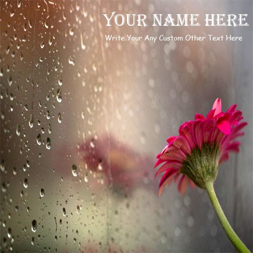 Beautiful Rain With Sunflower Name Pictures - Cool Name Profile